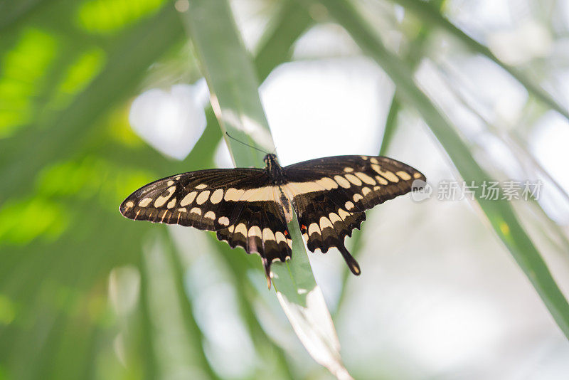 蝴蝶吞尾Papilio machaon